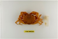 藏品(拉氏清溪蟹)的圖片